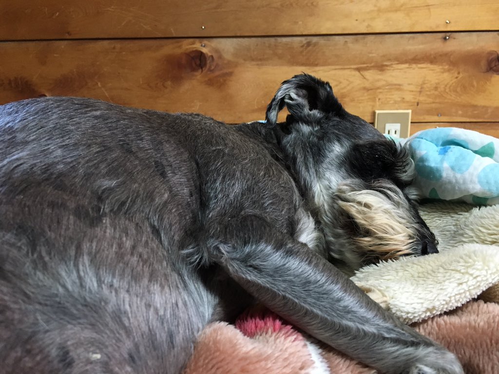 日本coser-いくみ – (193iKkyu3) [Twitter] (10.11.2022) [2476P116V-1.04GB]_第106集