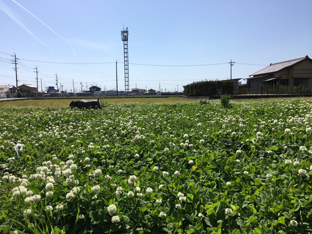 日本coser-いくみ – (193iKkyu3) [Twitter] (10.11.2022) [2476P116V-1.04GB]_第106集