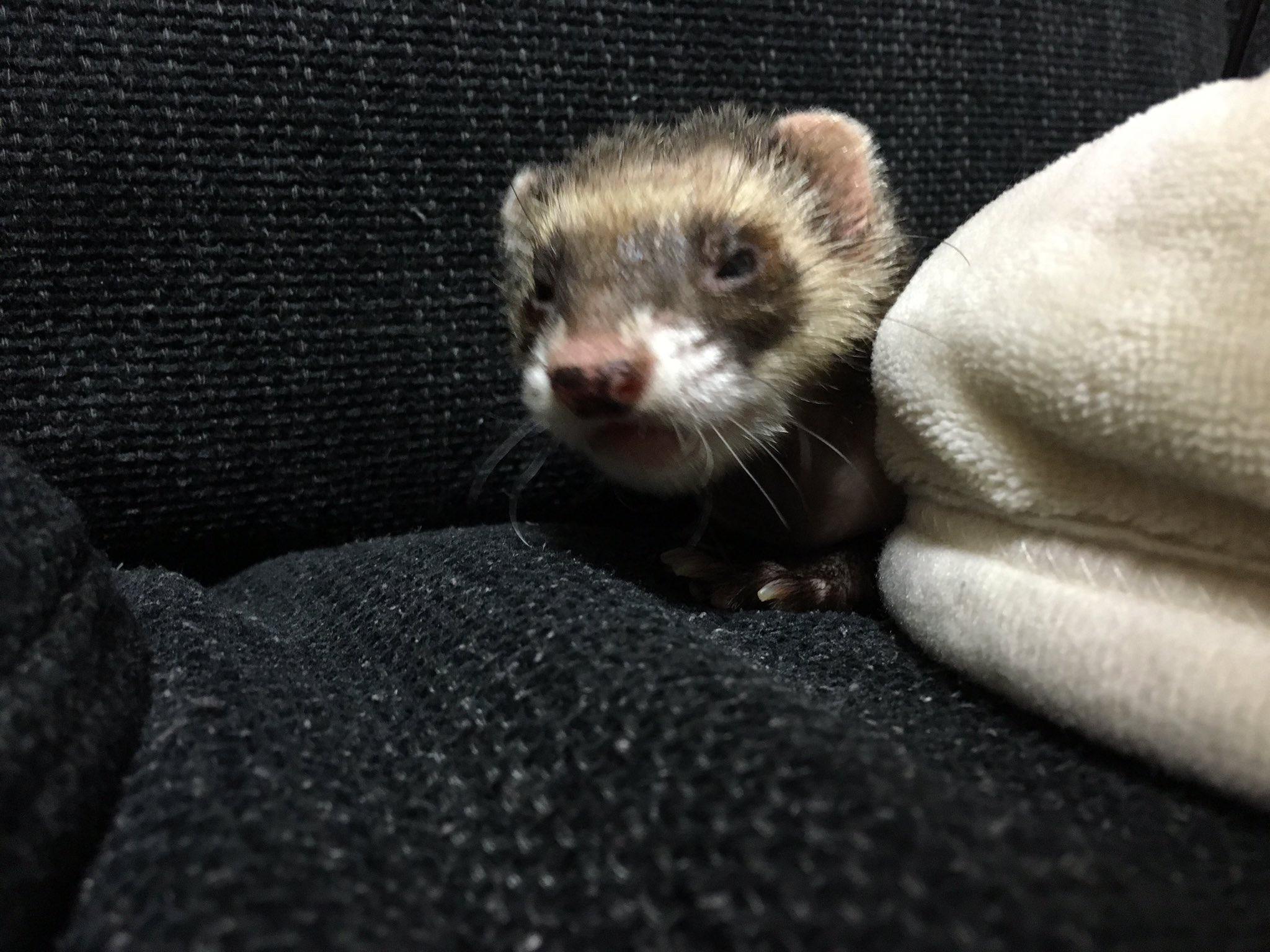 日本coser-いくみ – (193iKkyu3) [Twitter] (10.11.2022) [2476P116V-1.04GB]_第107集