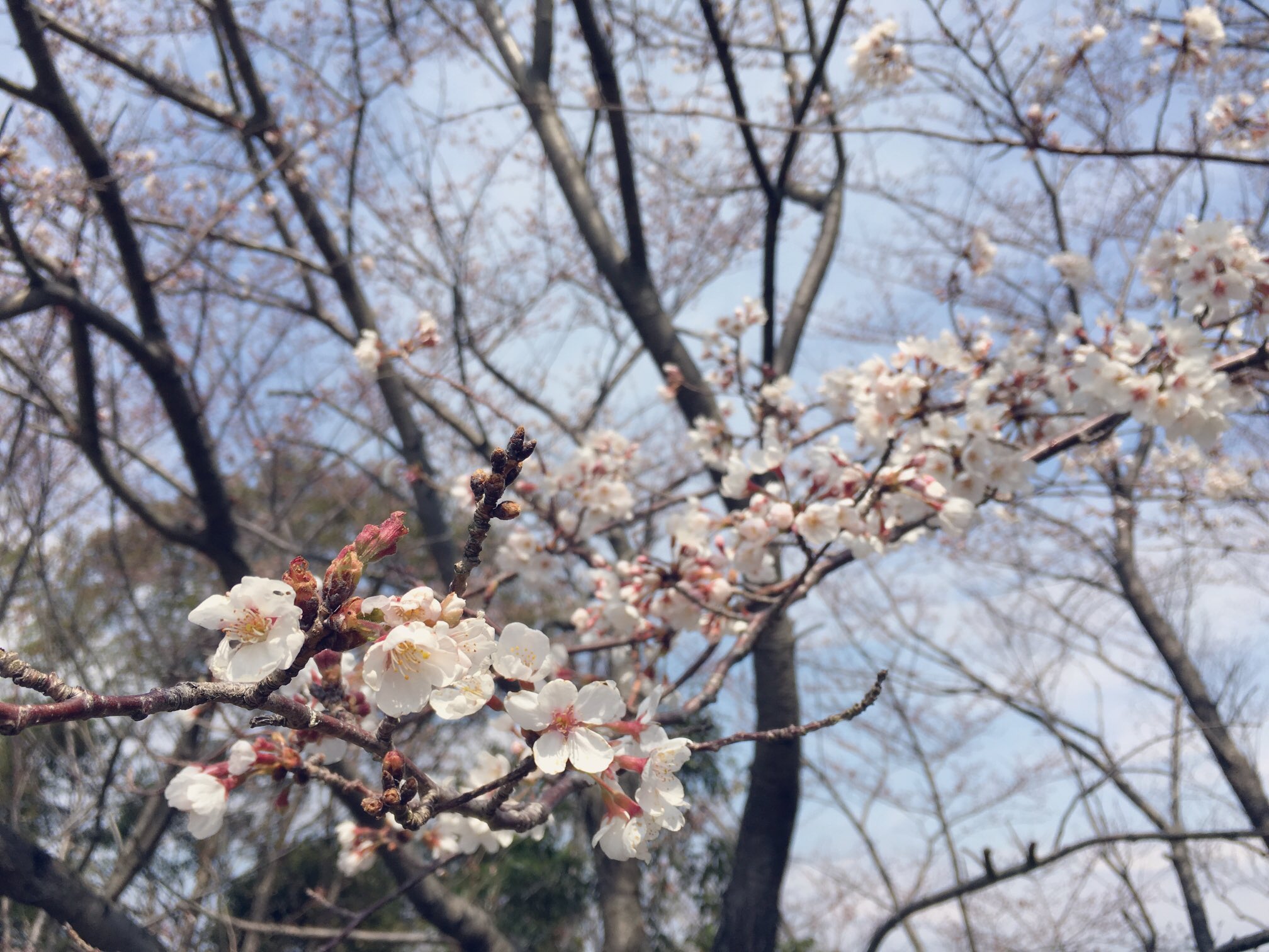 日本coser-いくみ – (193iKkyu3) [Twitter] (10.11.2022) [2476P116V-1.04GB]_第108集