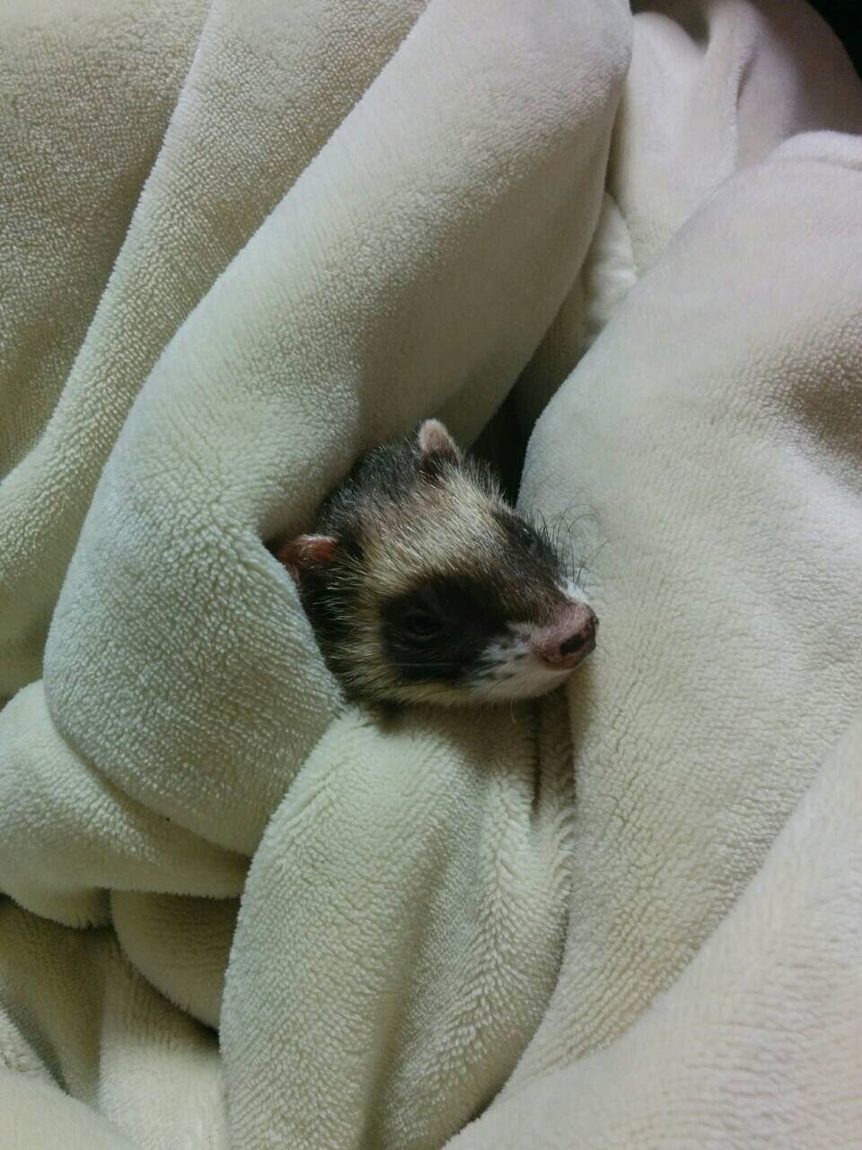 日本coser-いくみ – (193iKkyu3) [Twitter] (10.11.2022) [2476P116V-1.04GB]_第108集