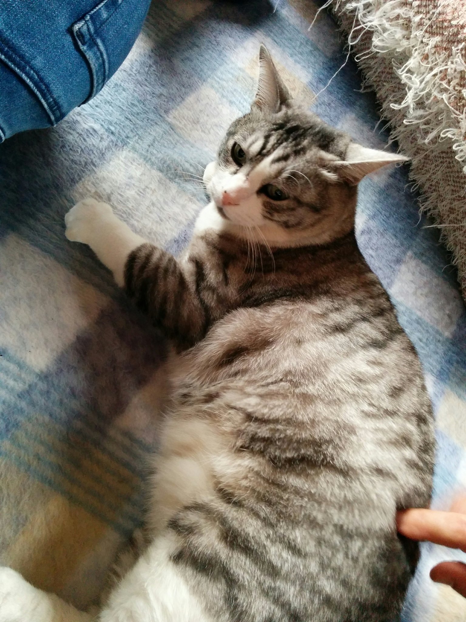 日本coser-いくみ – (193iKkyu3) [Twitter] (10.11.2022) [2476P116V-1.04GB]_第111集