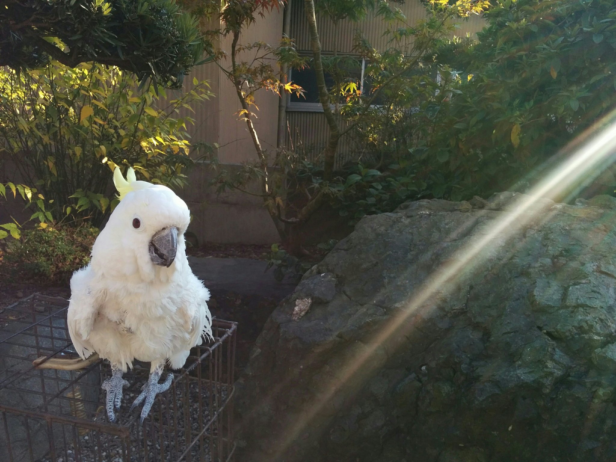 日本coser-いくみ – (193iKkyu3) [Twitter] (10.11.2022) [2476P116V-1.04GB]_第111集