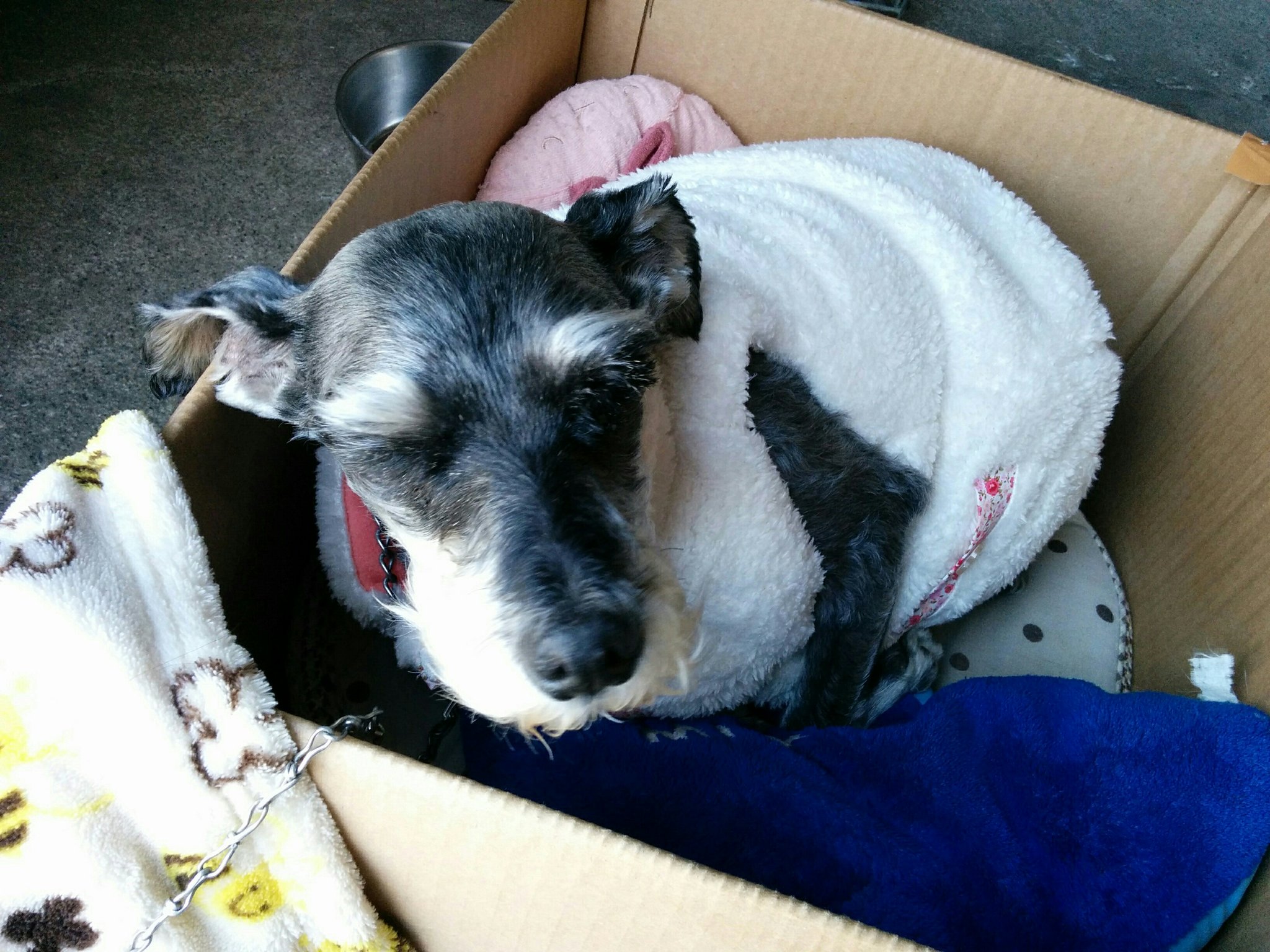 日本coser-いくみ – (193iKkyu3) [Twitter] (10.11.2022) [2476P116V-1.04GB]_第111集