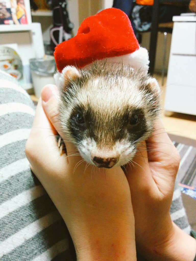 日本coser-いくみ – (193iKkyu3) [Twitter] (10.11.2022) [2476P116V-1.04GB]_第111集