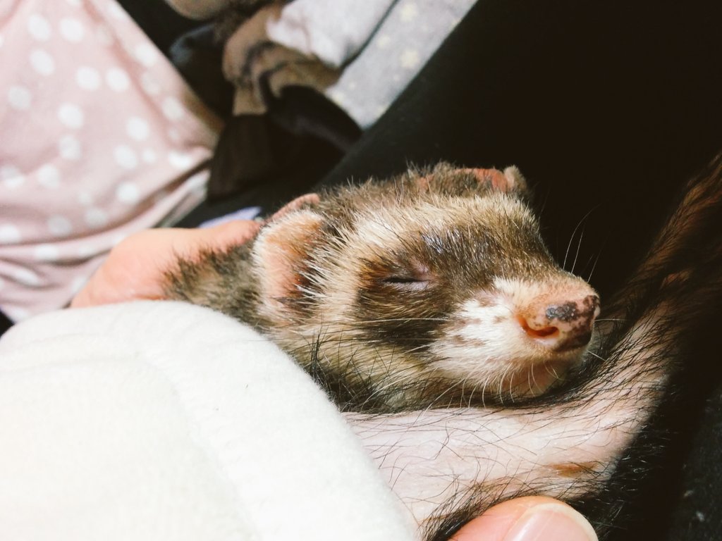 日本coser-いくみ – (193iKkyu3) [Twitter] (10.11.2022) [2476P116V-1.04GB]_第112集