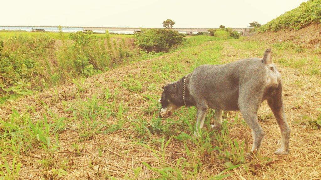 日本coser-いくみ – (193iKkyu3) [Twitter] (10.11.2022) [2476P116V-1.04GB]_第124集