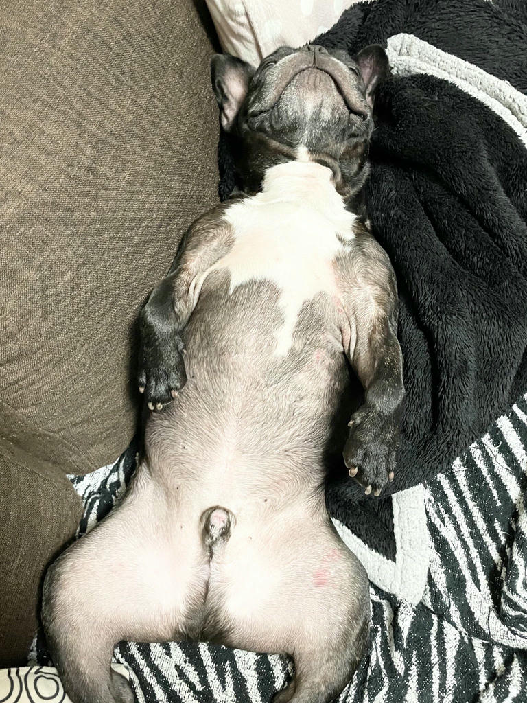 日本coser-いくみ – (193iKkyu3) [Twitter] (10.11.2022) [2476P116V-1.04GB]_第18集