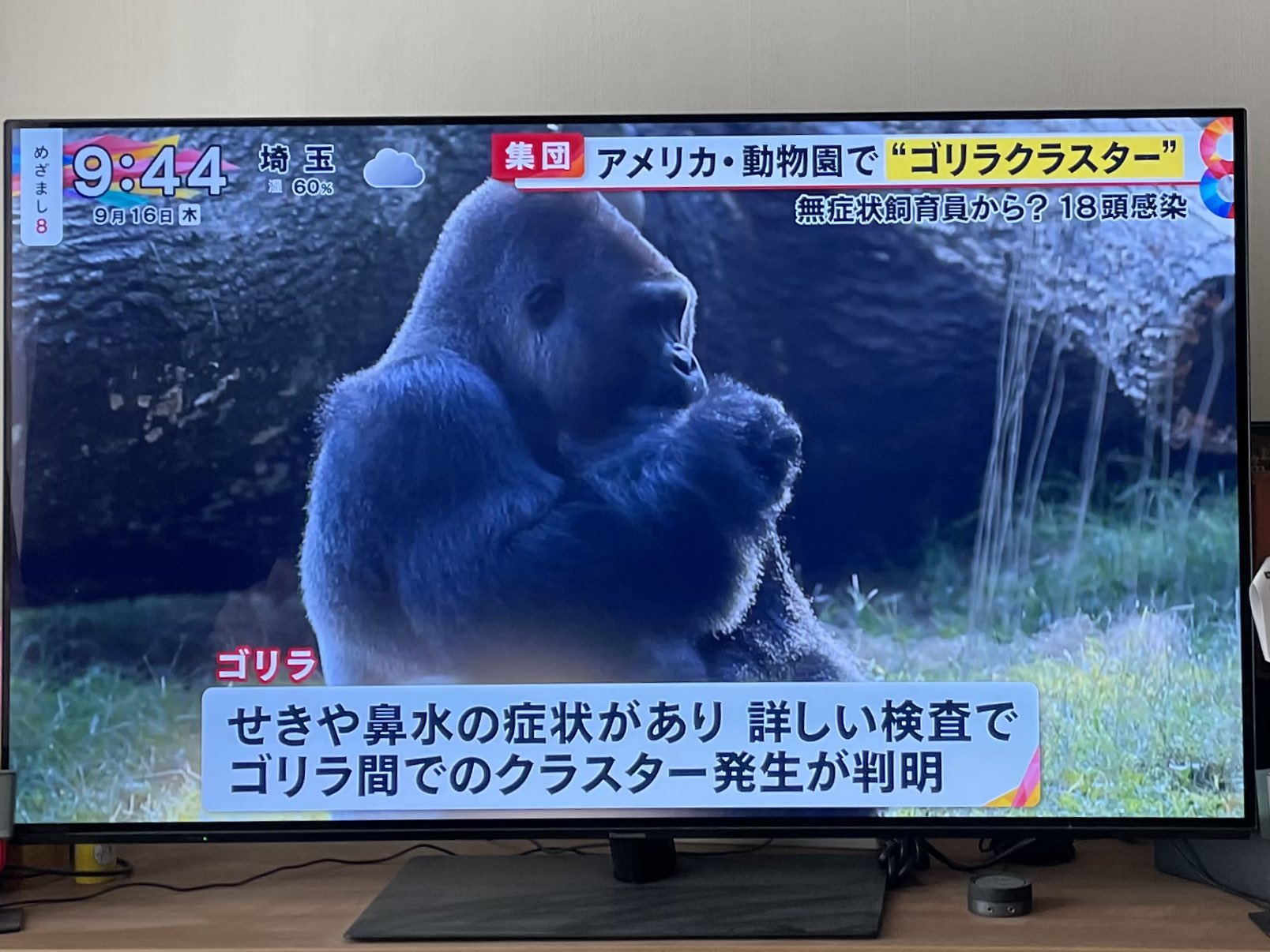 日本coser-いくみ – (193iKkyu3) [Twitter] (10.11.2022) [2476P116V-1.04GB]_第22集