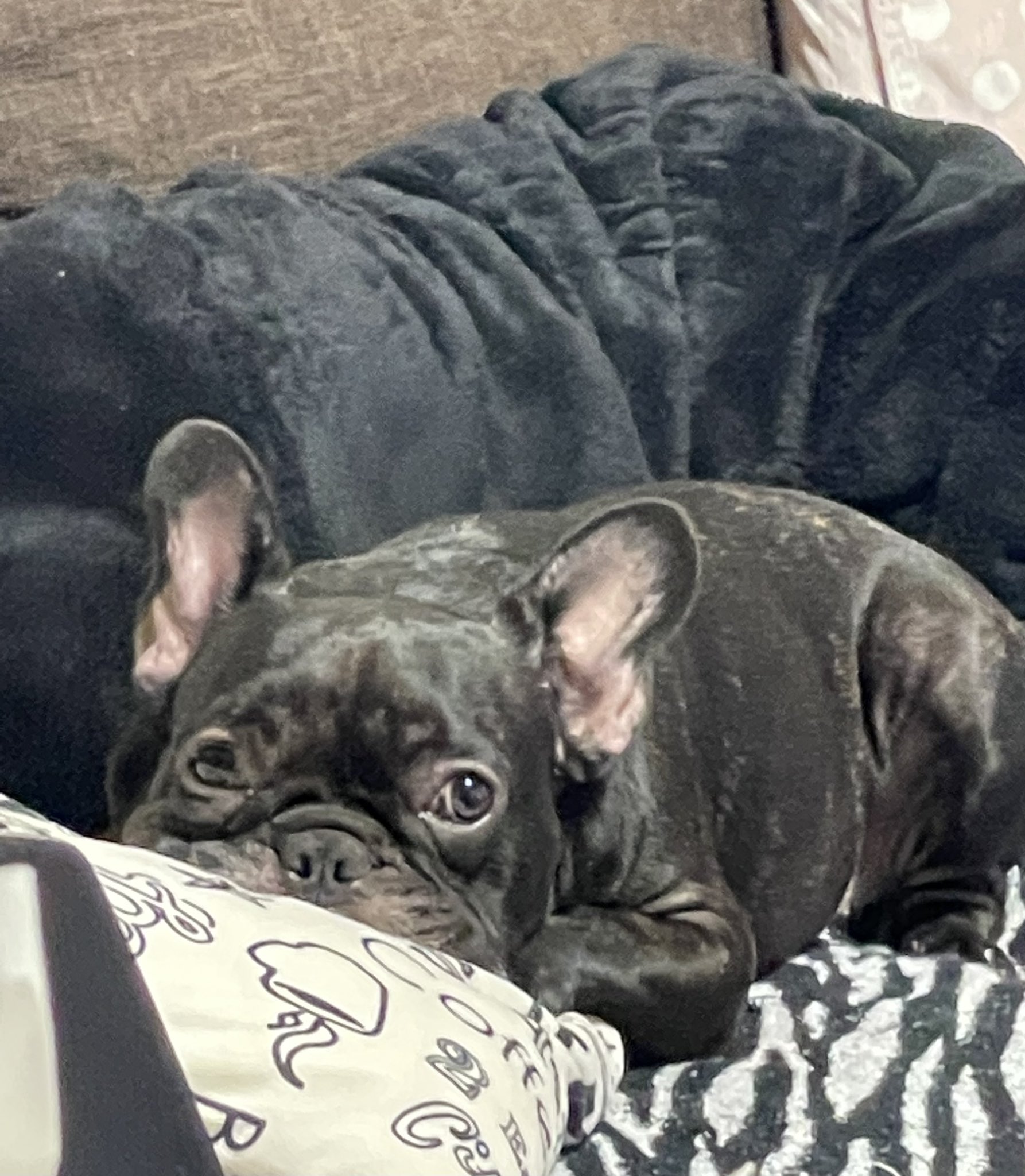 日本coser-いくみ – (193iKkyu3) [Twitter] (10.11.2022) [2476P116V-1.04GB]_第22集