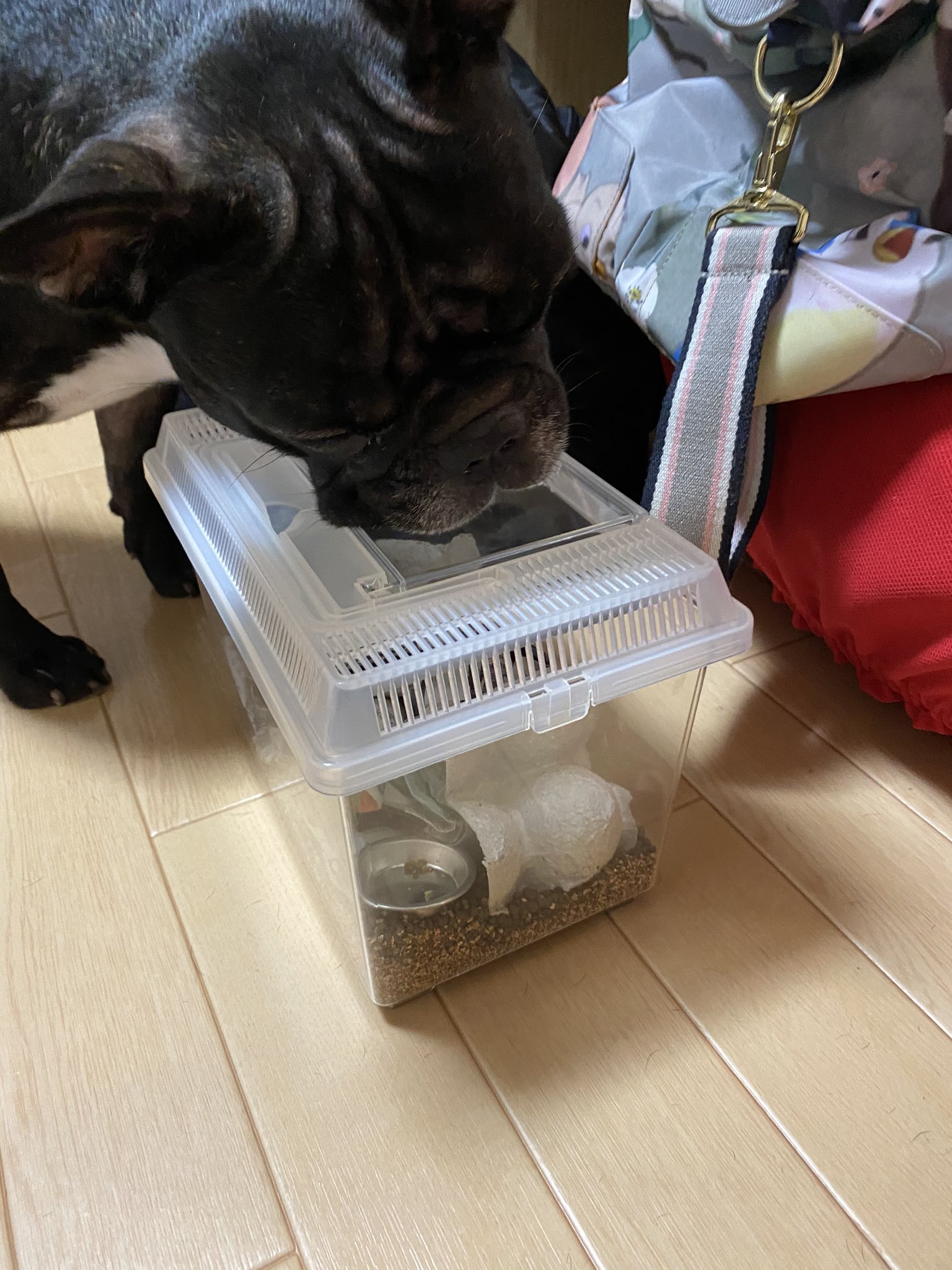 日本coser-いくみ – (193iKkyu3) [Twitter] (10.11.2022) [2476P116V-1.04GB]_第35集