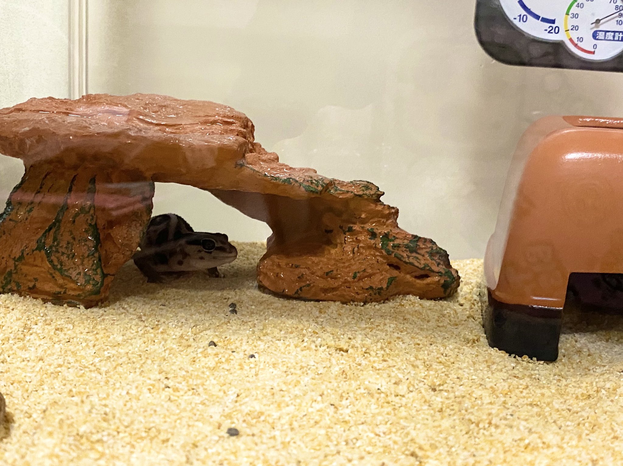 日本coser-いくみ – (193iKkyu3) [Twitter] (10.11.2022) [2476P116V-1.04GB]_第35集