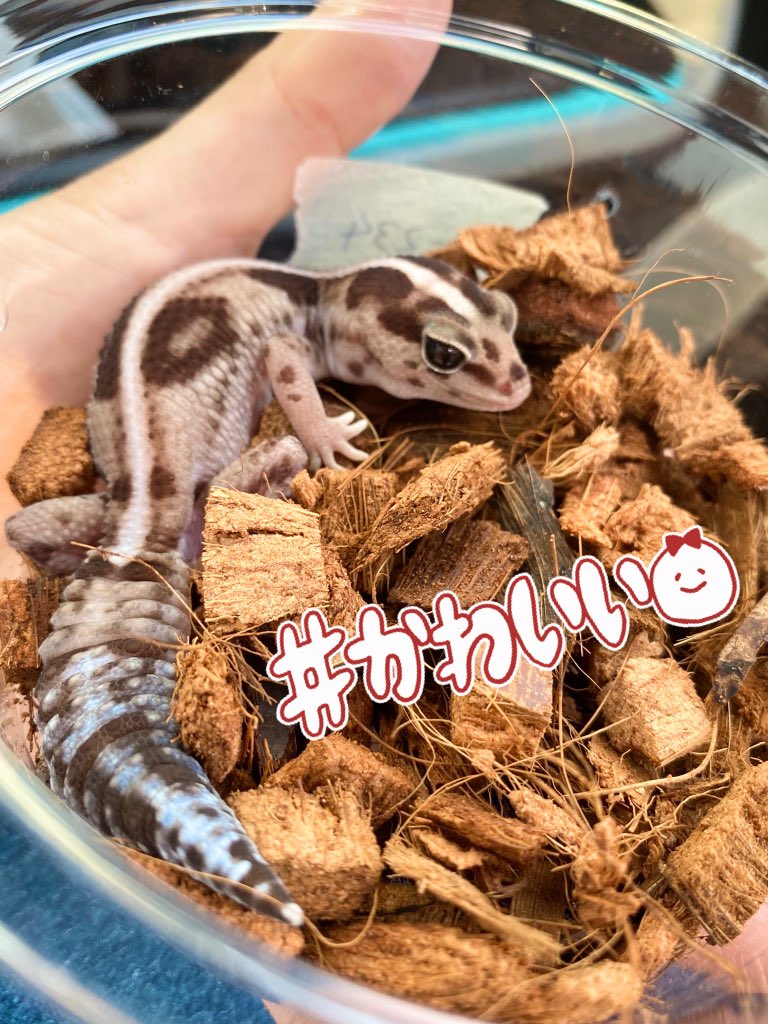 日本coser-いくみ – (193iKkyu3) [Twitter] (10.11.2022) [2476P116V-1.04GB]_第35集