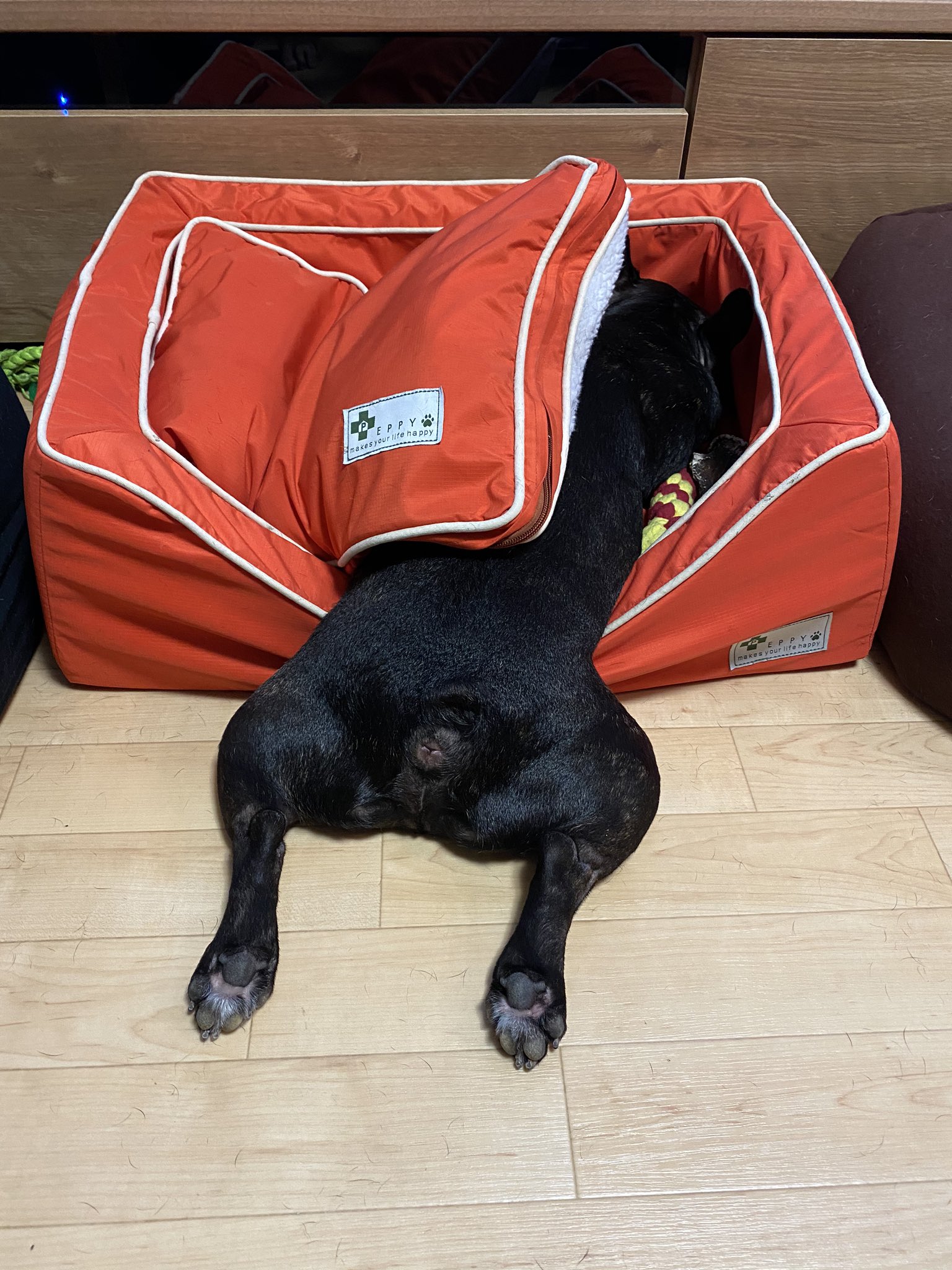 日本coser-いくみ – (193iKkyu3) [Twitter] (10.11.2022) [2476P116V-1.04GB]_第38集