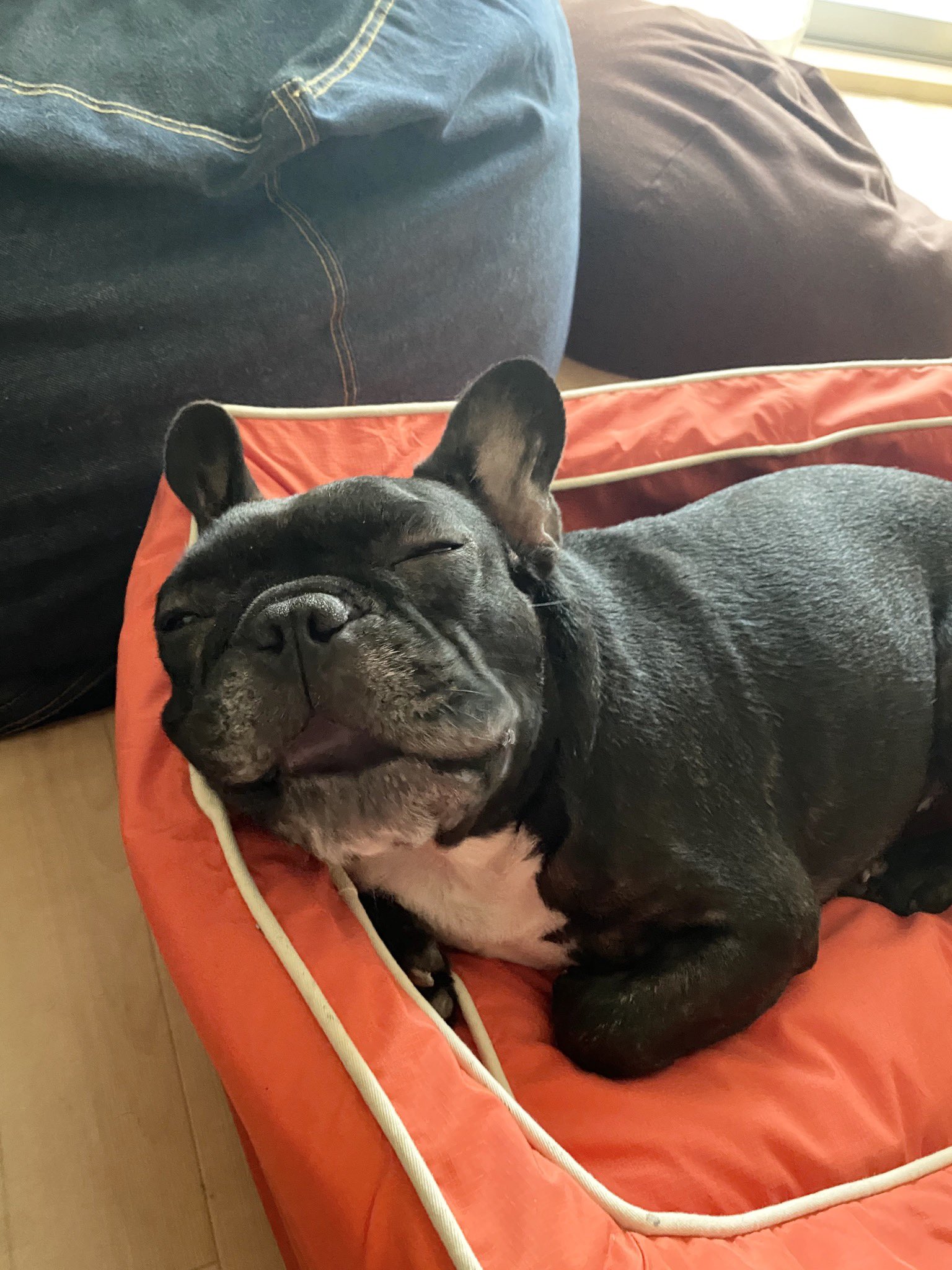 日本coser-いくみ – (193iKkyu3) [Twitter] (10.11.2022) [2476P116V-1.04GB]_第39集