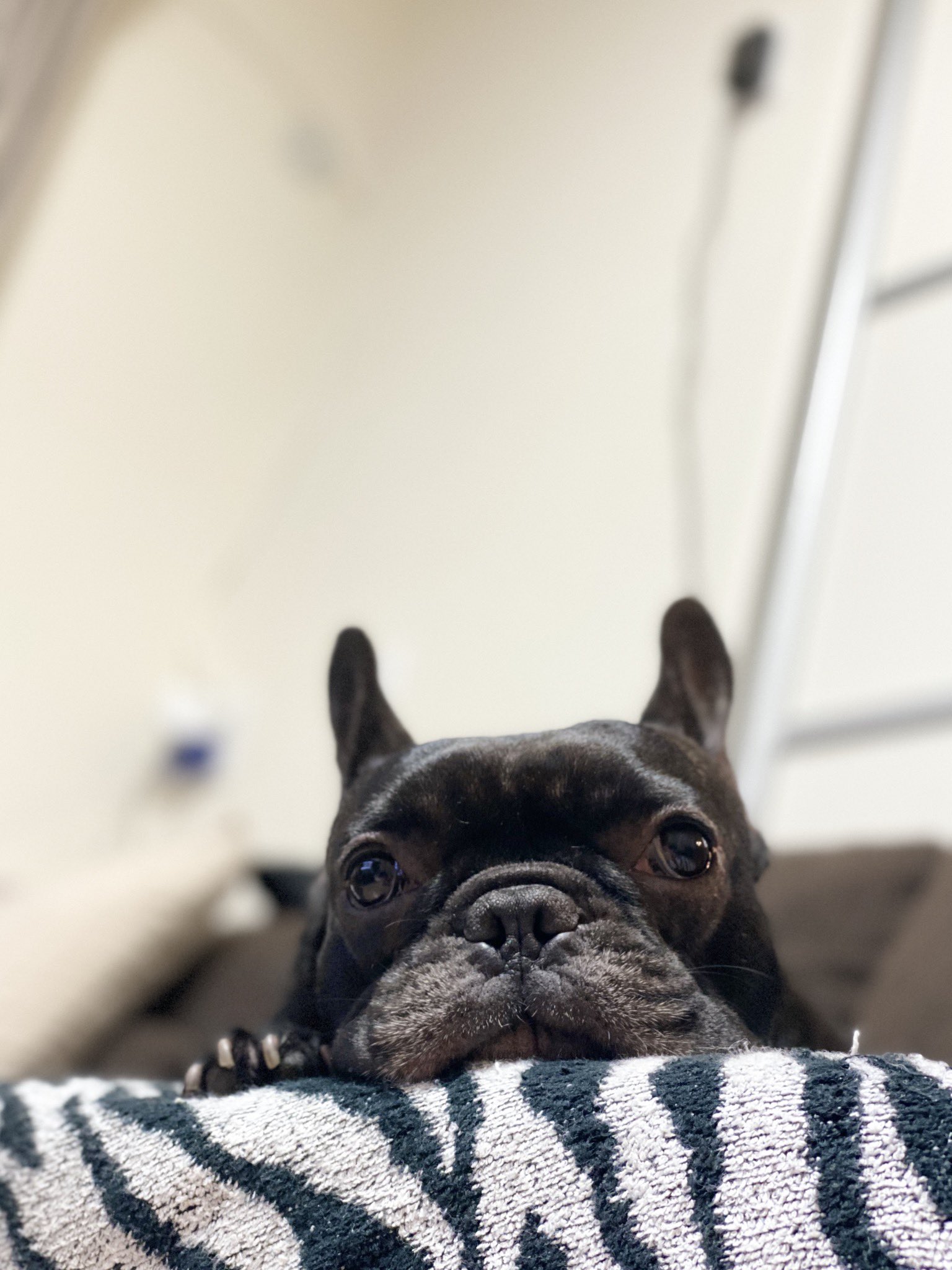 日本coser-いくみ – (193iKkyu3) [Twitter] (10.11.2022) [2476P116V-1.04GB]_第40集