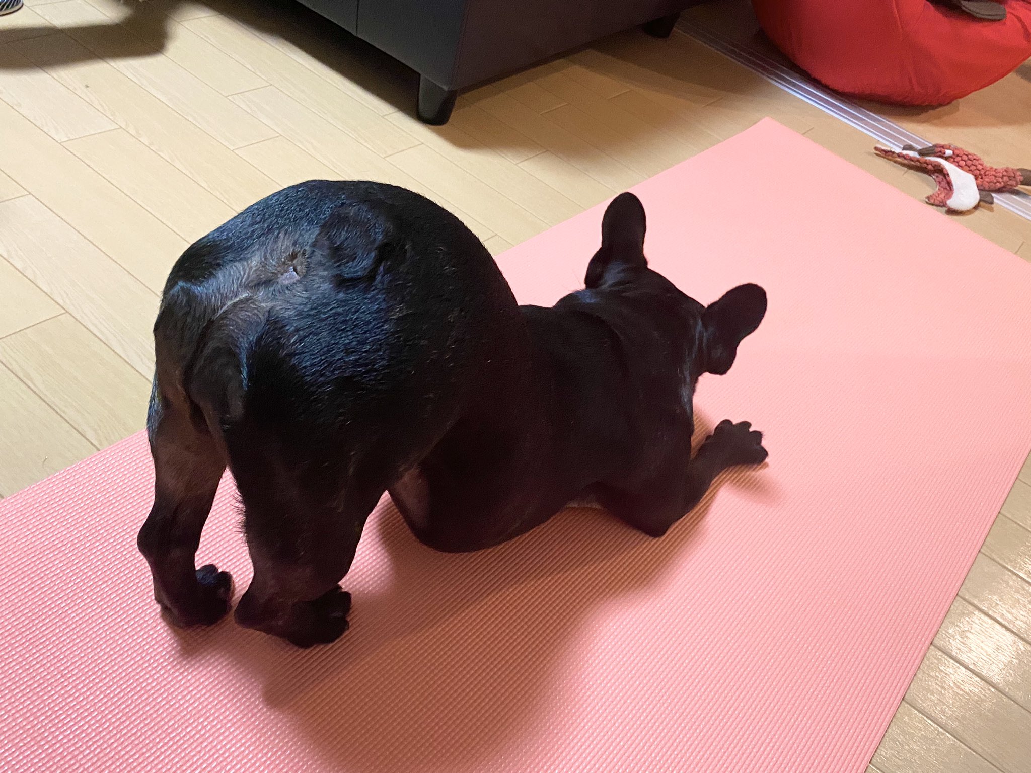 日本coser-いくみ – (193iKkyu3) [Twitter] (10.11.2022) [2476P116V-1.04GB]_第41集