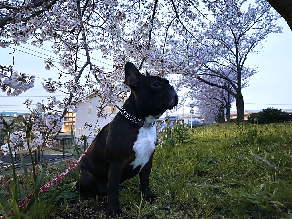 日本coser-いくみ – (193iKkyu3) [Twitter] (10.11.2022) [2476P116V-1.04GB]_第43集