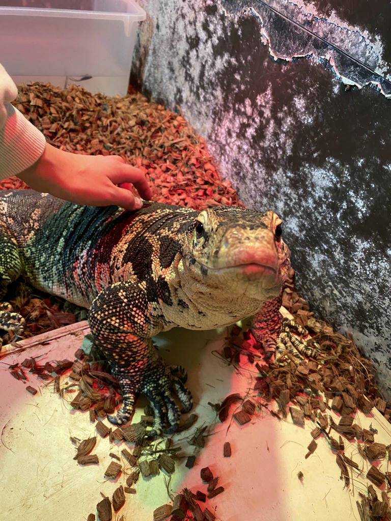 日本coser-いくみ – (193iKkyu3) [Twitter] (10.11.2022) [2476P116V-1.04GB]_第44集