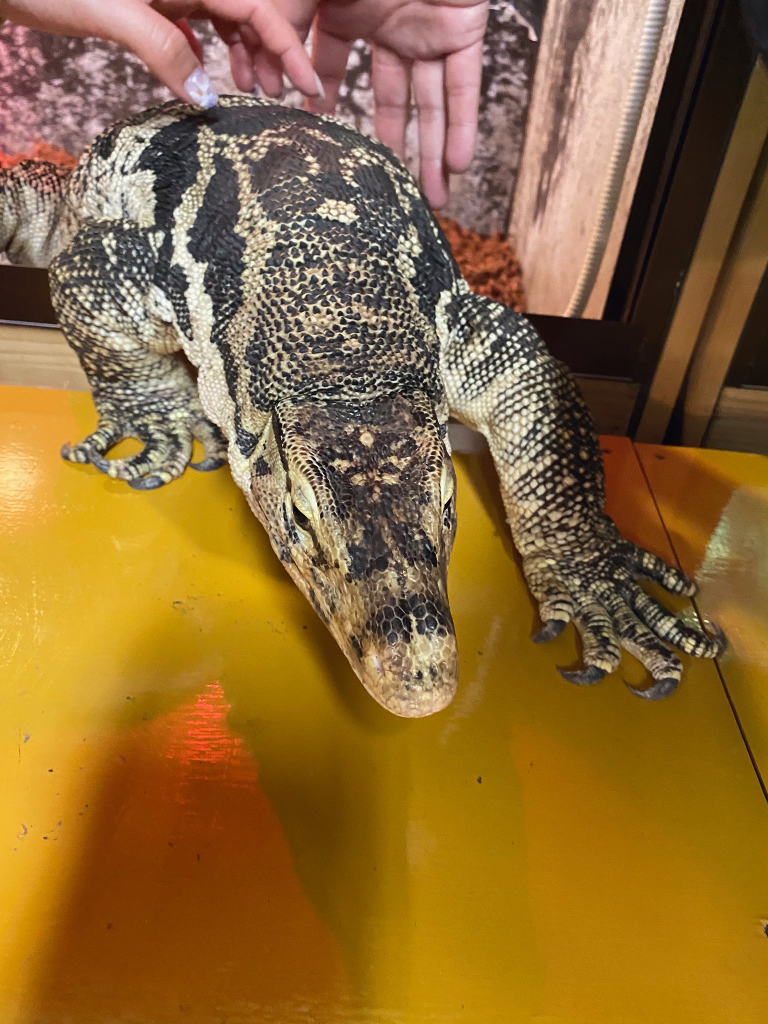 日本coser-いくみ – (193iKkyu3) [Twitter] (10.11.2022) [2476P116V-1.04GB]_第44集