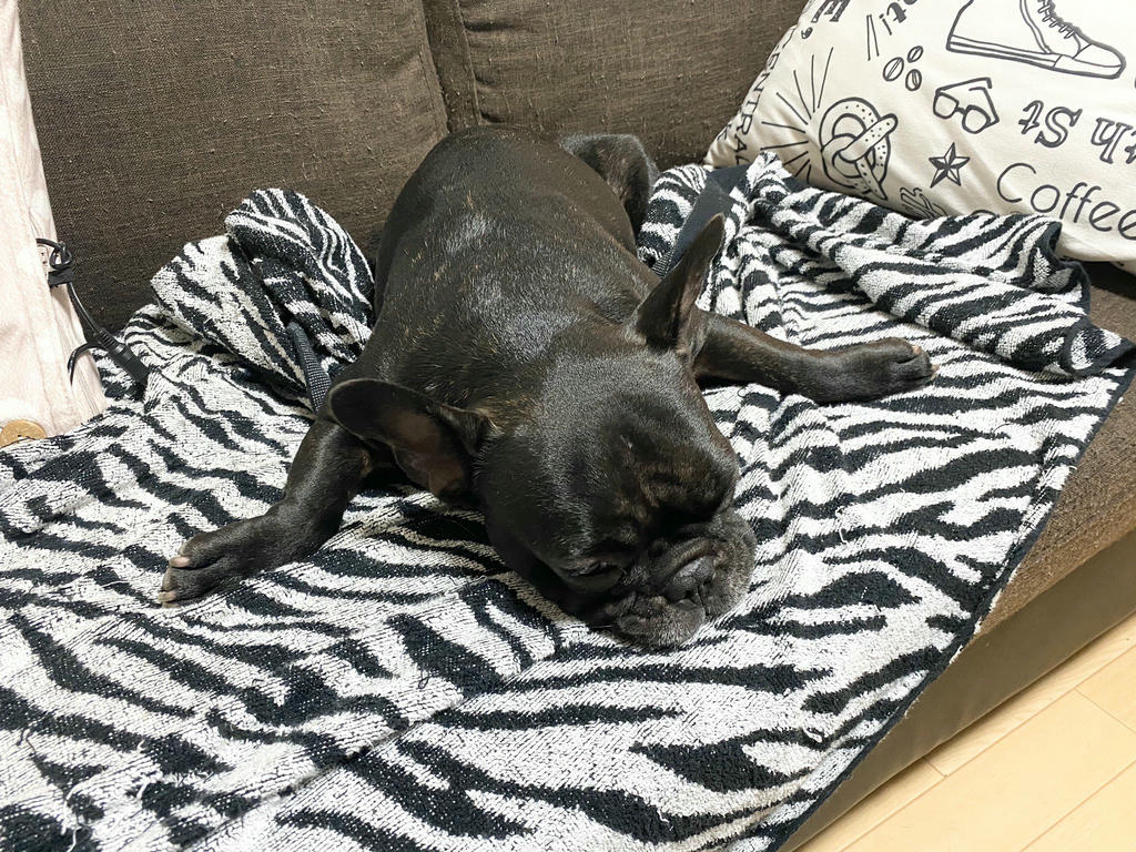 日本coser-いくみ – (193iKkyu3) [Twitter] (10.11.2022) [2476P116V-1.04GB]_第47集