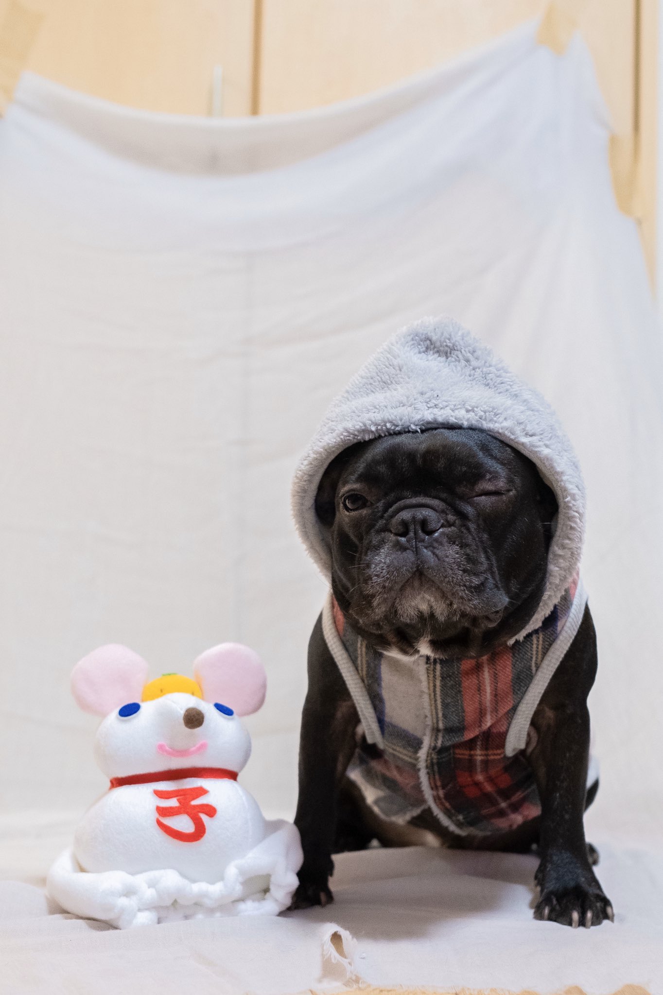 日本coser-いくみ – (193iKkyu3) [Twitter] (10.11.2022) [2476P116V-1.04GB]_第49集