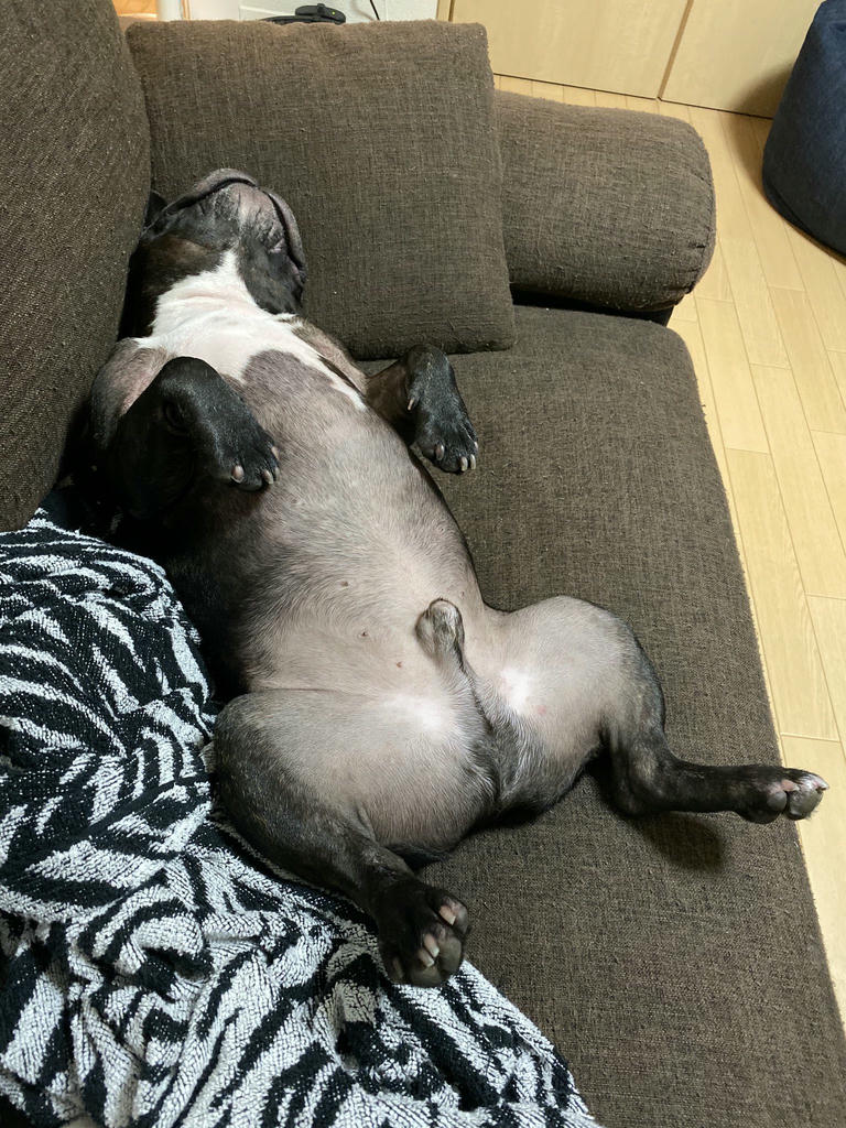 日本coser-いくみ – (193iKkyu3) [Twitter] (10.11.2022) [2476P116V-1.04GB]_第49集