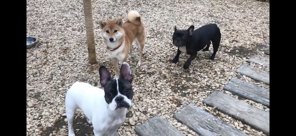 日本coser-いくみ – (193iKkyu3) [Twitter] (10.11.2022) [2476P116V-1.04GB]_第50集