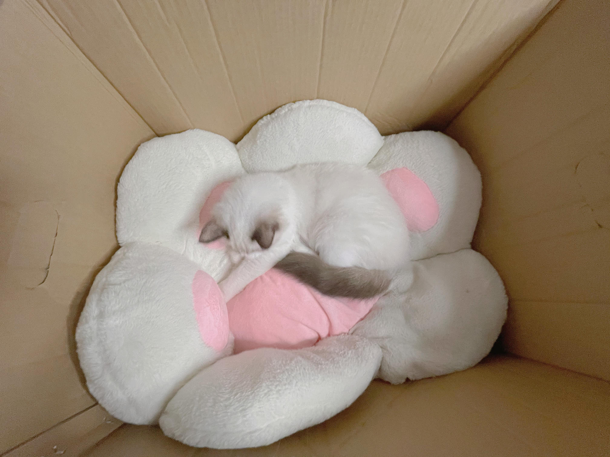 miko酱ww NO.041 自拍系列mikoの白丝01[241P-1.7GB]_第7集