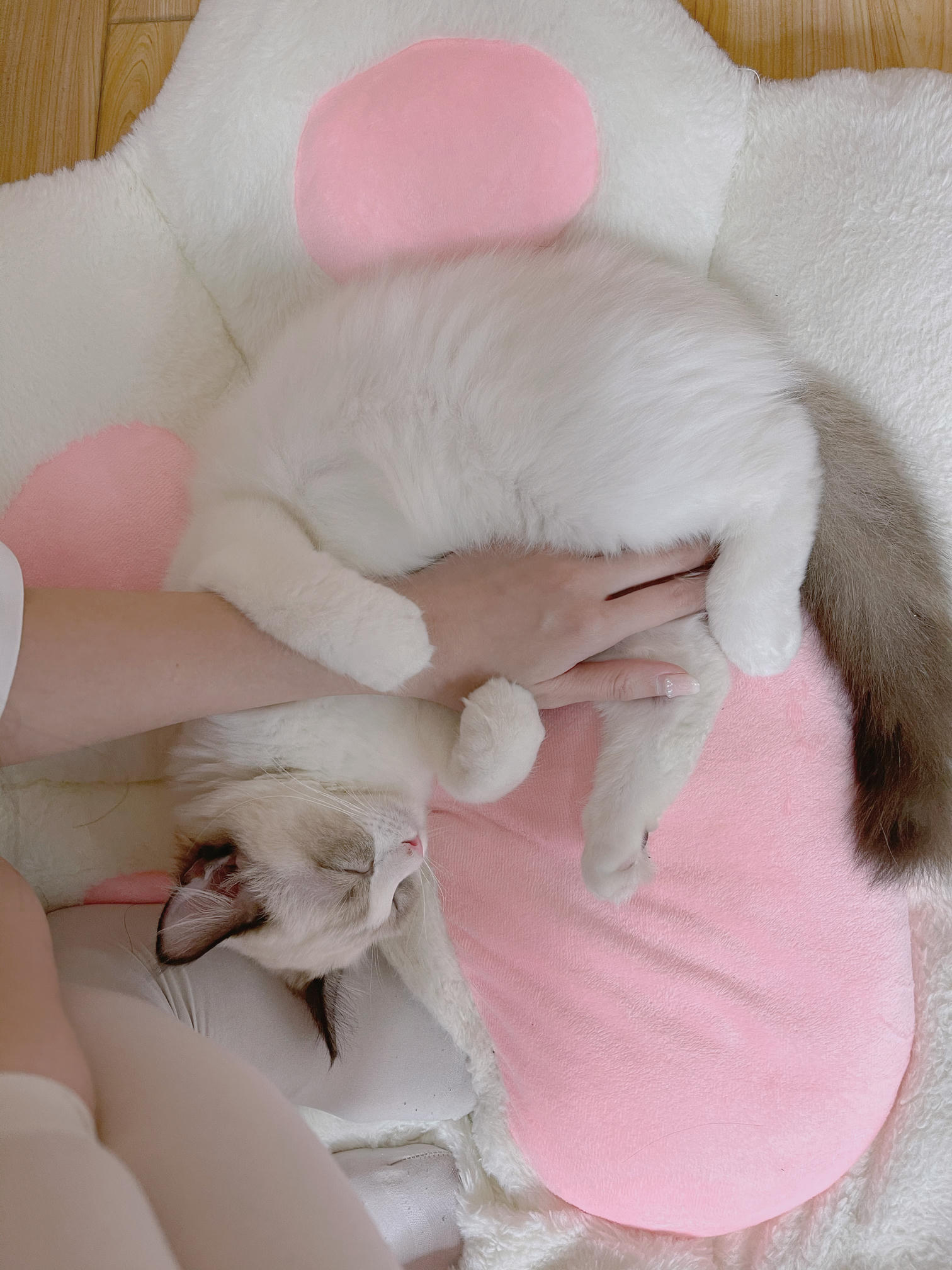 miko酱ww NO.041 自拍系列mikoの白丝01[241P-1.7GB]_第2集