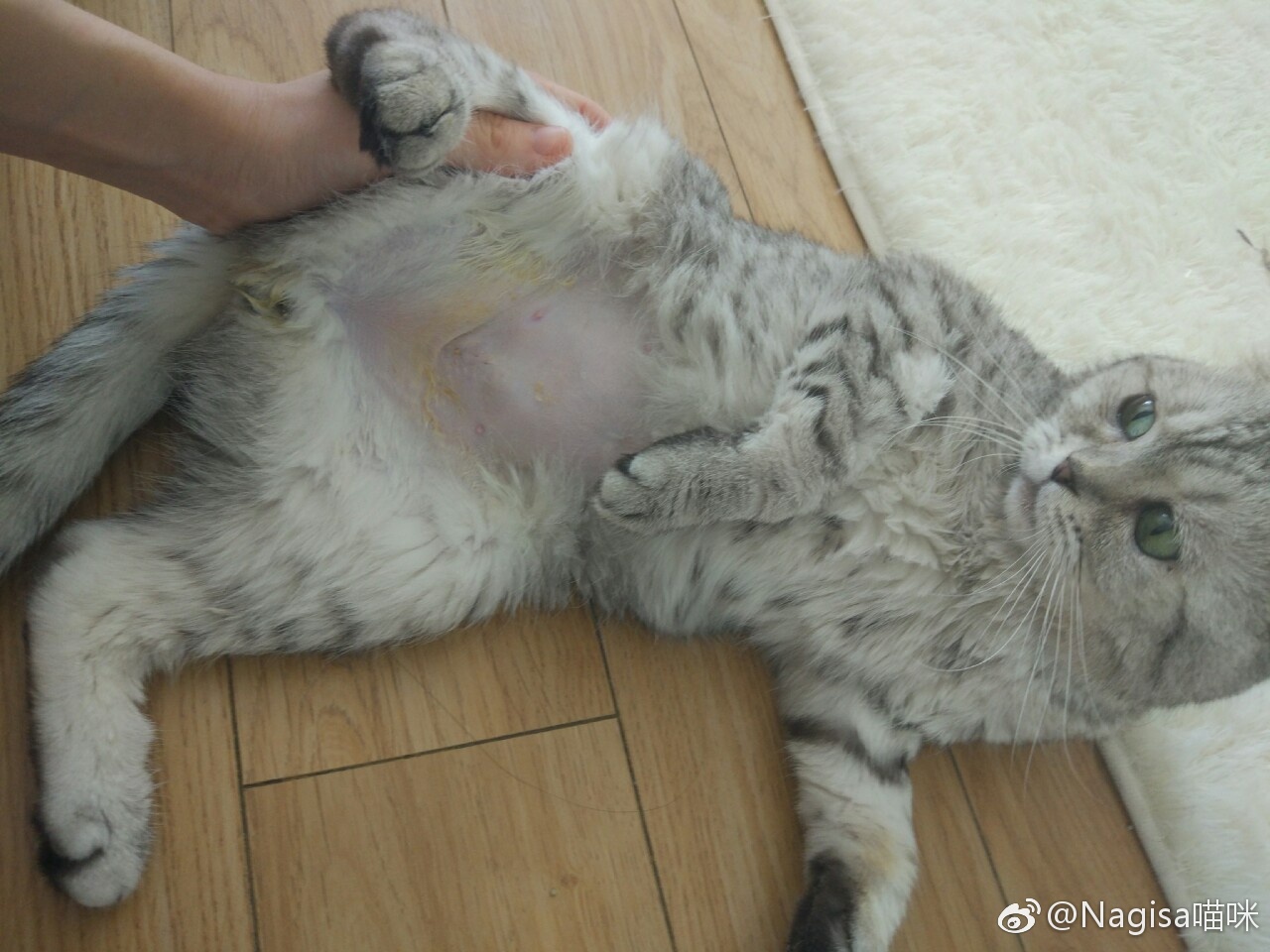 NAGESA魔物喵 NO.000 杂图 [2114P3V 736M]-微博杂图3 [400P 262M]_第15集