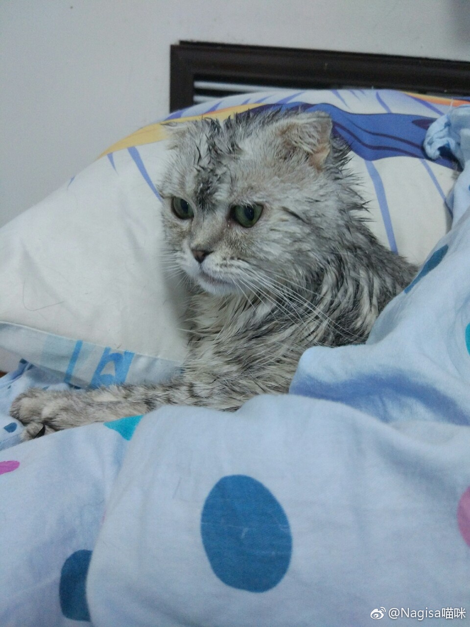 NAGESA魔物喵 NO.000 杂图 [2114P3V 736M]-微博杂图3 [400P 262M]_第15集