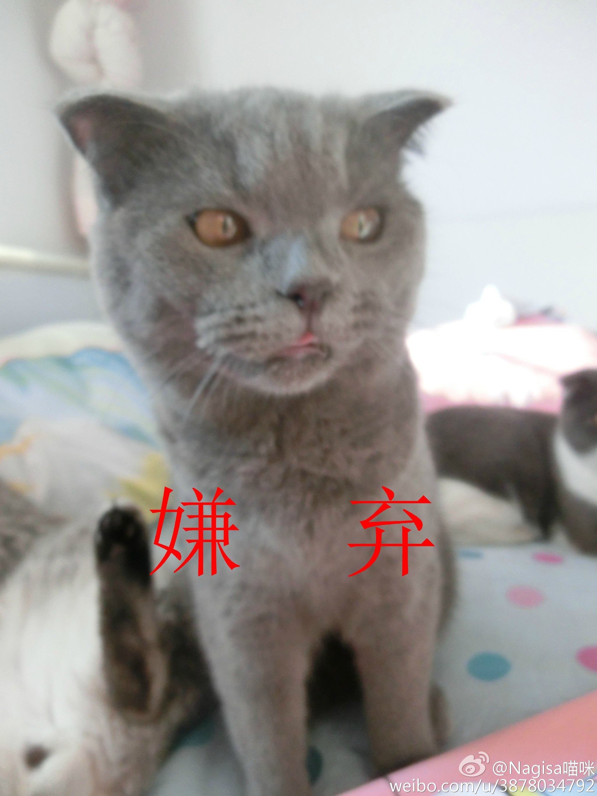 NAGESA魔物喵 NO.000 杂图 [2114P3V 736M]-微博杂图3 [400P 262M]_第4集