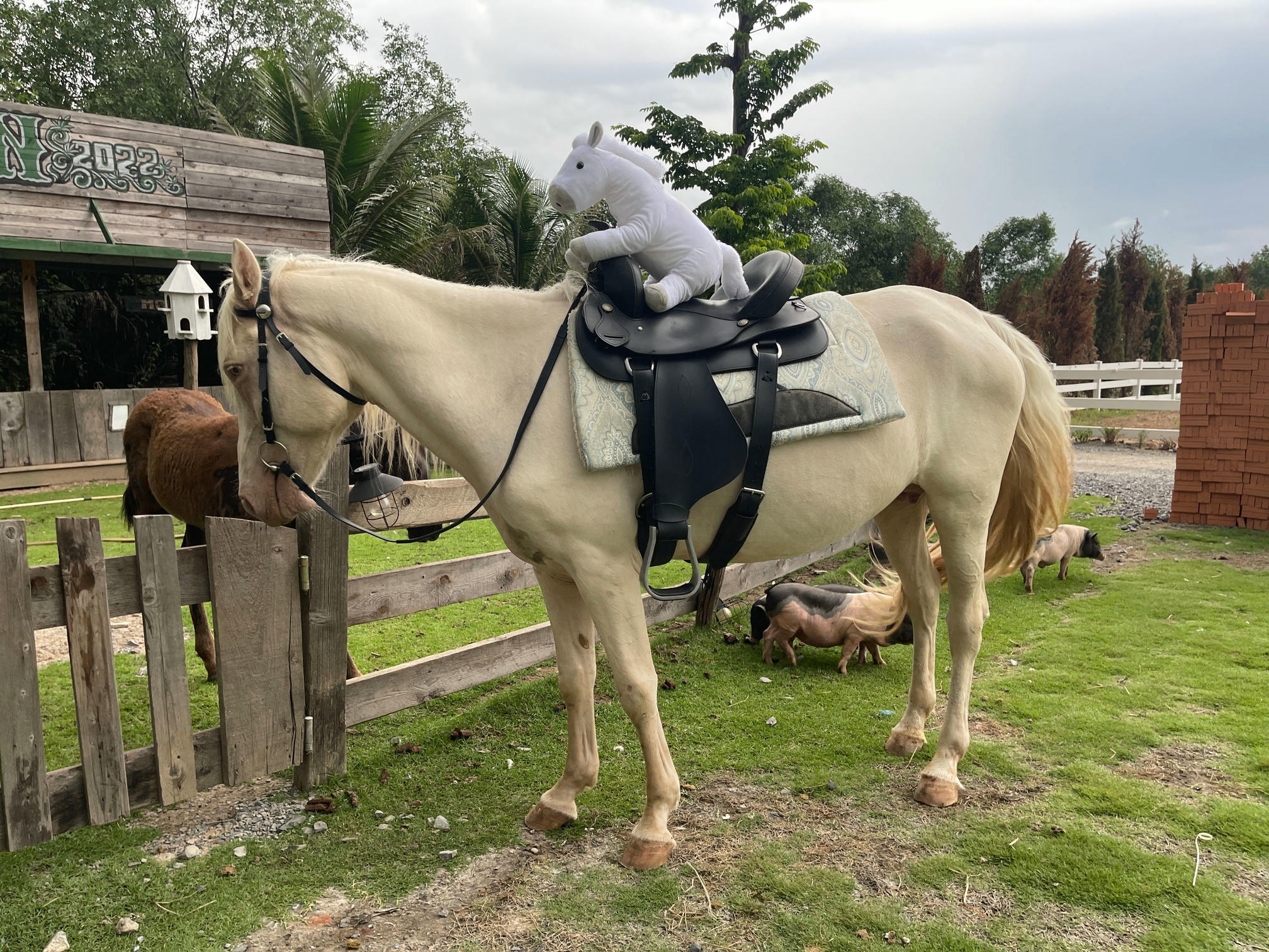 越南美女coser puypuychan - NO.007 プィプィ (Puypuychan) cosplay Artoria Lancer FateGrand Order [180P22V 496MB]-Pic_第9集