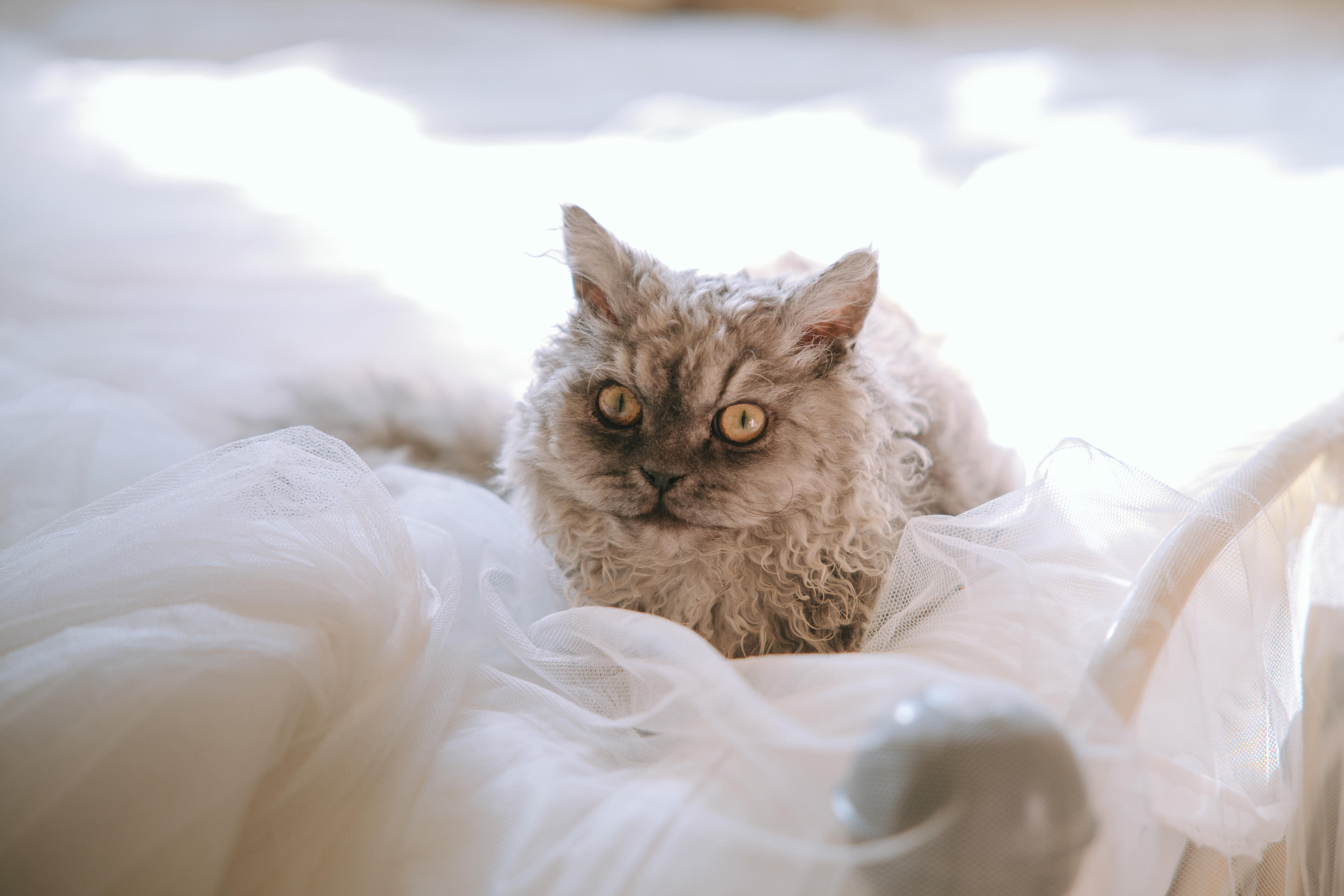 日奈娇 NO.124 猫娘女仆 [134P4V 1.85GB]_第1集