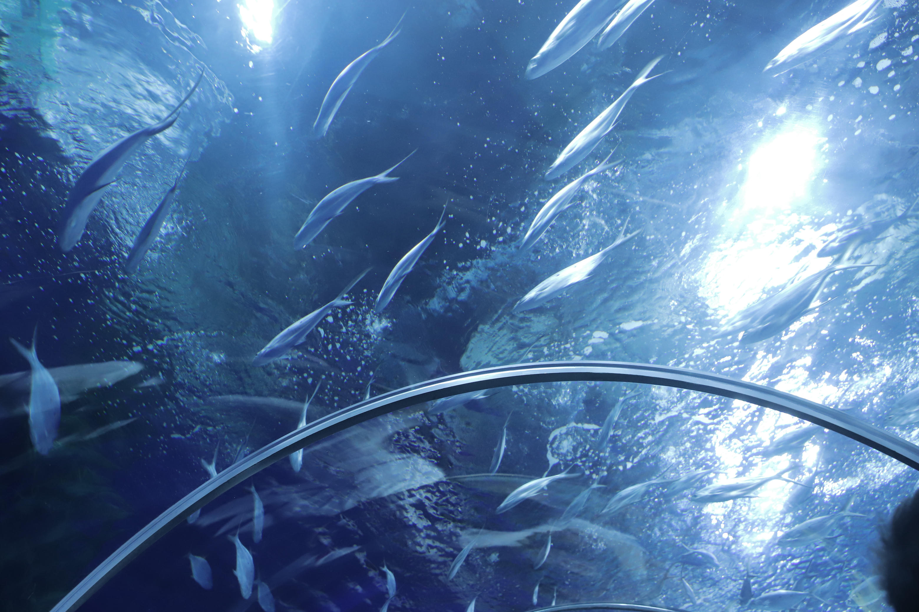 Shika小鹿鹿 NO.059 生日作 电子图 [65P-174MB]_第4集