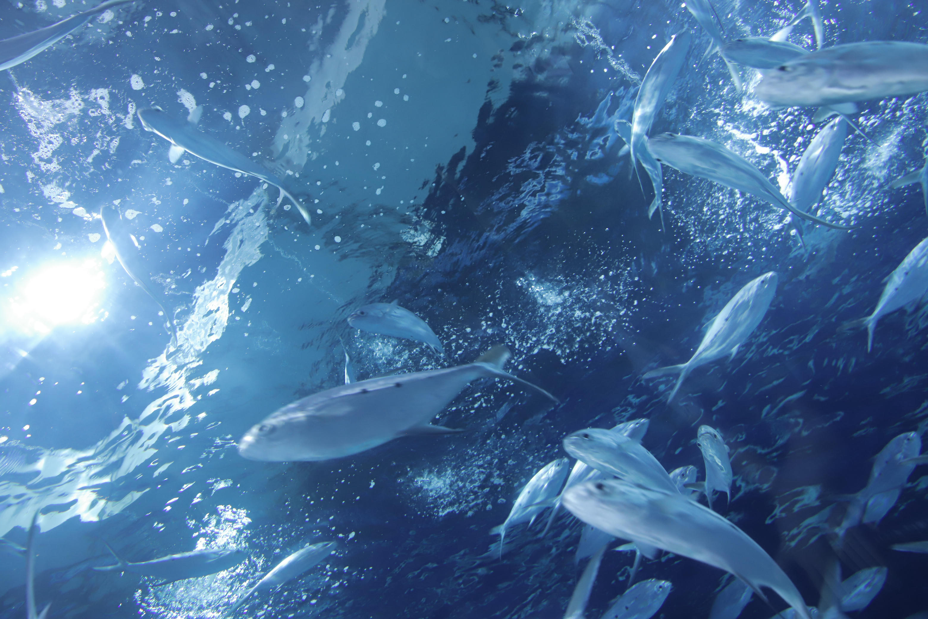 Shika小鹿鹿 NO.059 生日作 电子图 [65P-174MB]_第4集