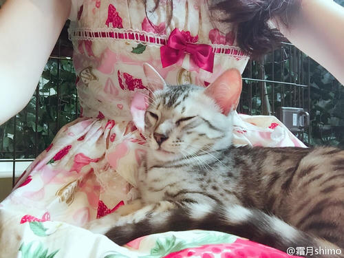 霜月shimo NO.001 微博杂图 [1046P-384MB]_第50集