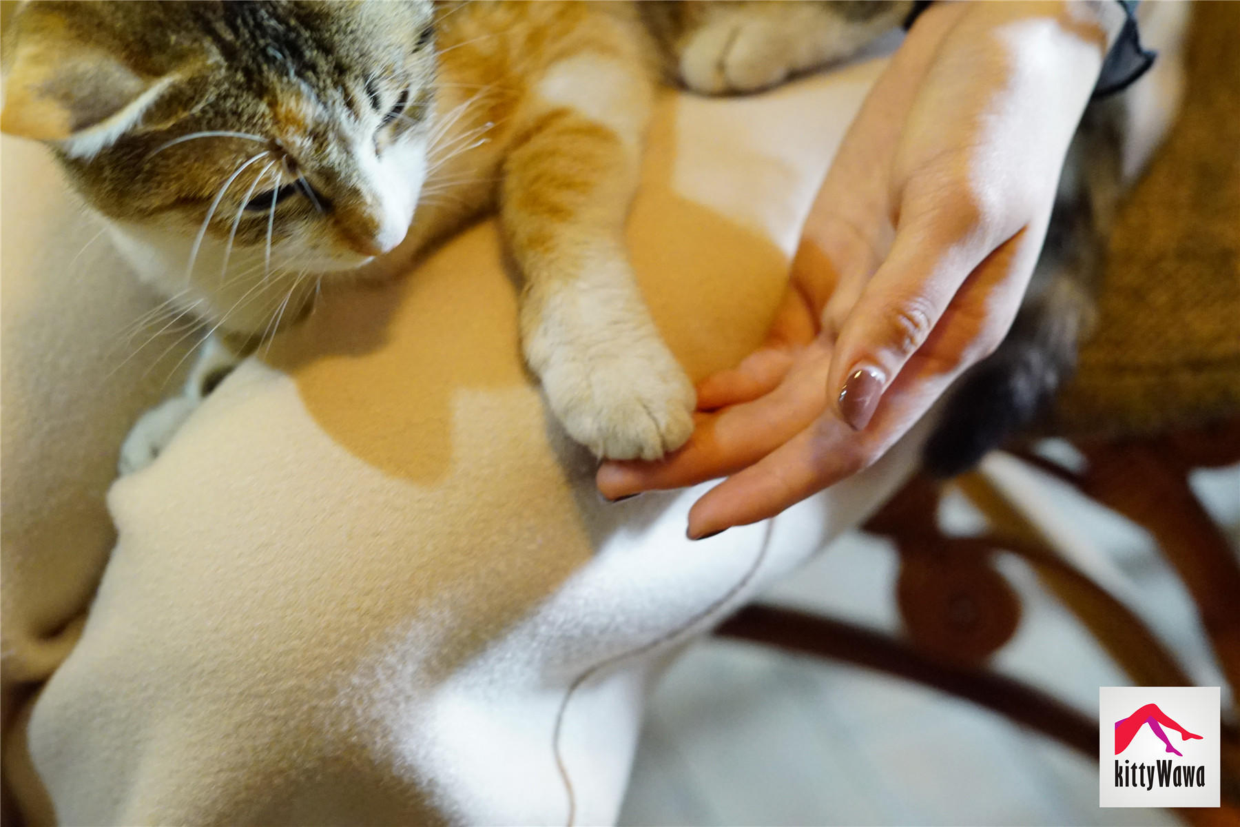 袜小喵 KT022 女王和喵 [99P+25M]_第2集