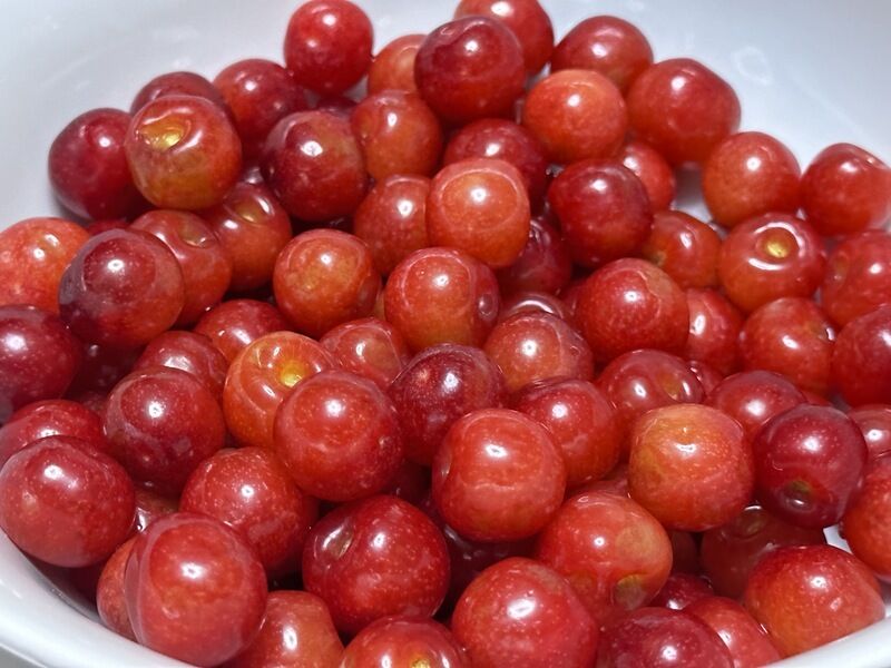 小仓千代w NO.042 23.04月fantia会员合集（全7期） [81P2V-209MB]-2023-04-06 巫女与汤池♨️ [15P-23MB]_第1集