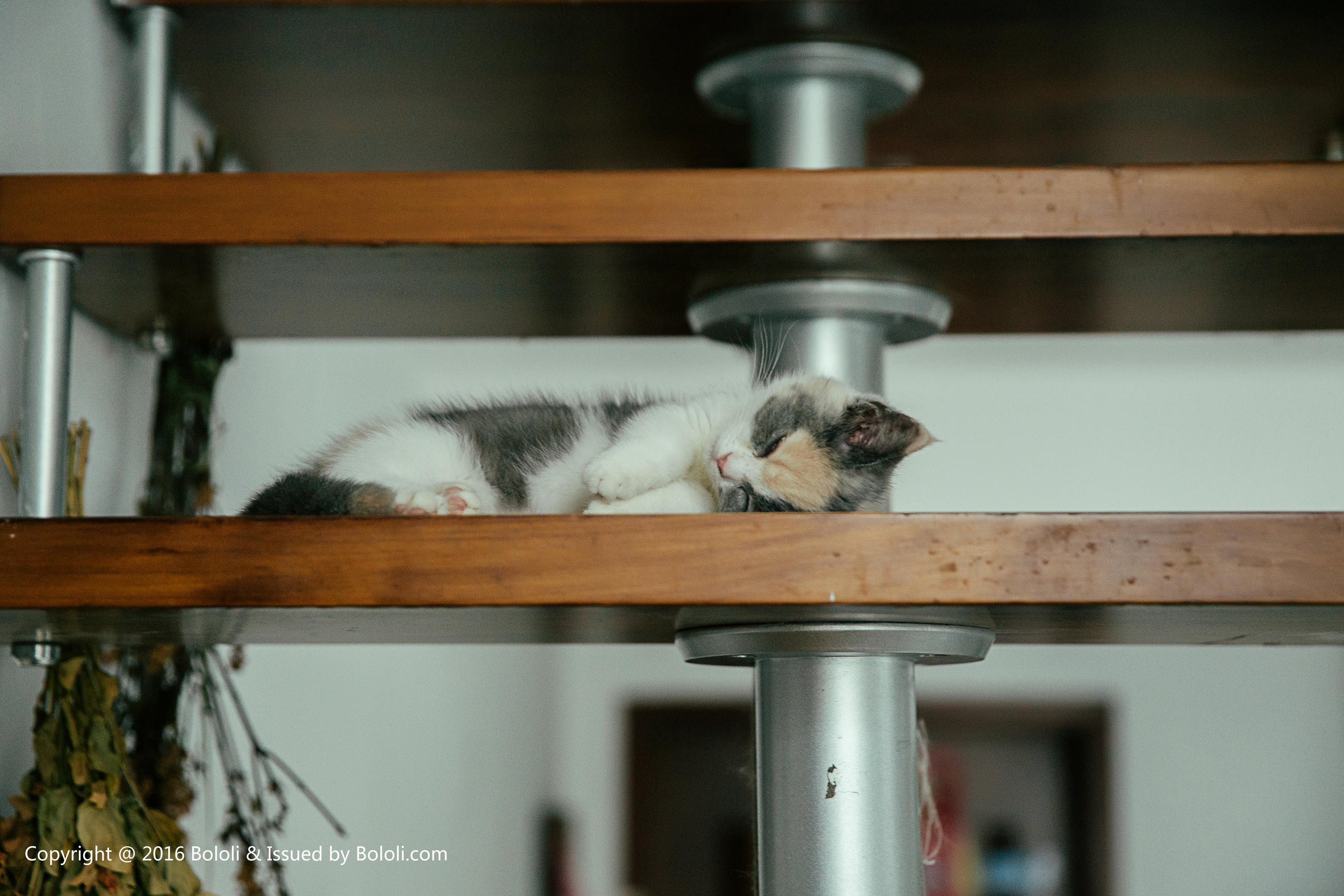 夏美酱 NO.048 [BoLoli波萝社] 2017.09.18 BOL119 [42P-254MB]_第2集