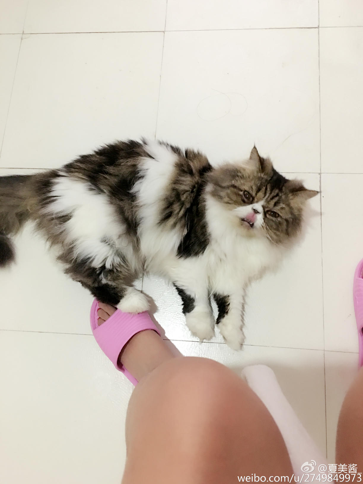 夏美酱 NO.053 人气美少女微博私房照打包下载 [151P-245MB]_第2集