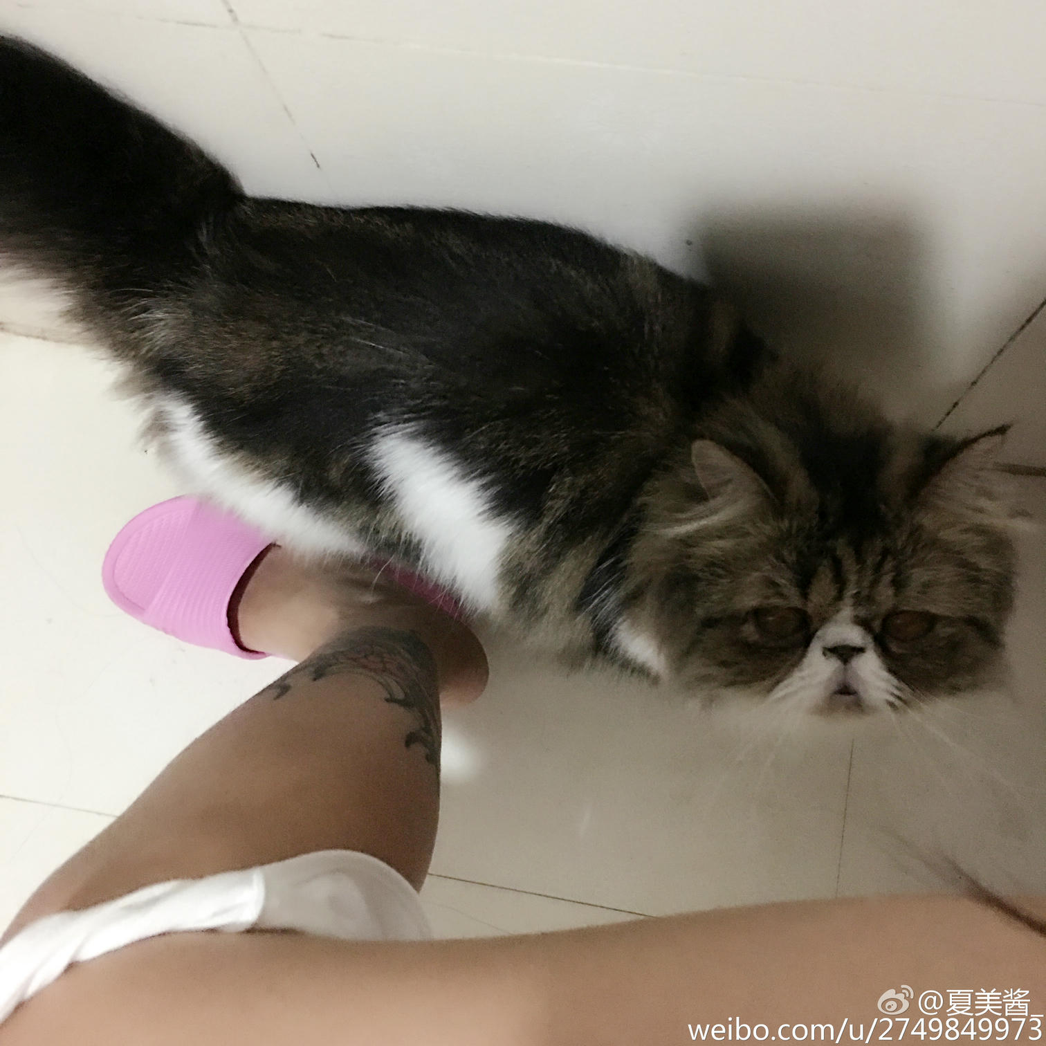 夏美酱 NO.053 人气美少女微博私房照打包下载 [151P-245MB]_第2集