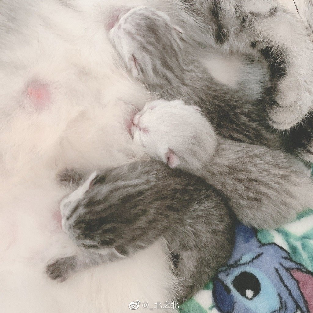 一北亦北 NO.000 微博相册 [392P 1.58GB]-微博配图_第11集