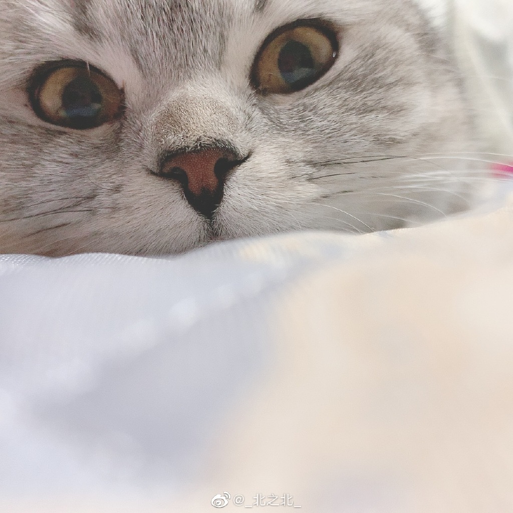 一北亦北 NO.000 微博相册 [392P 1.58GB]-微博配图_第3集