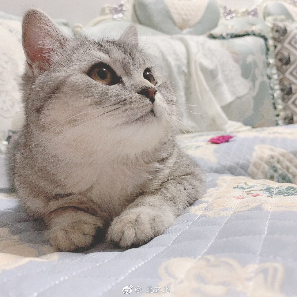 一北亦北 NO.000 微博相册 [392P 1.58GB]-微博配图_第3集