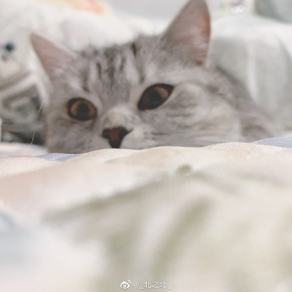 一北亦北 NO.000 微博相册 [392P 1.58GB]-微博配图_第3集