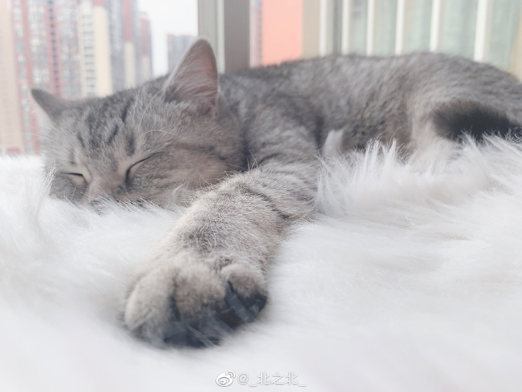 一北亦北 NO.000 微博相册 [392P 1.58GB]-微博配图_第4集