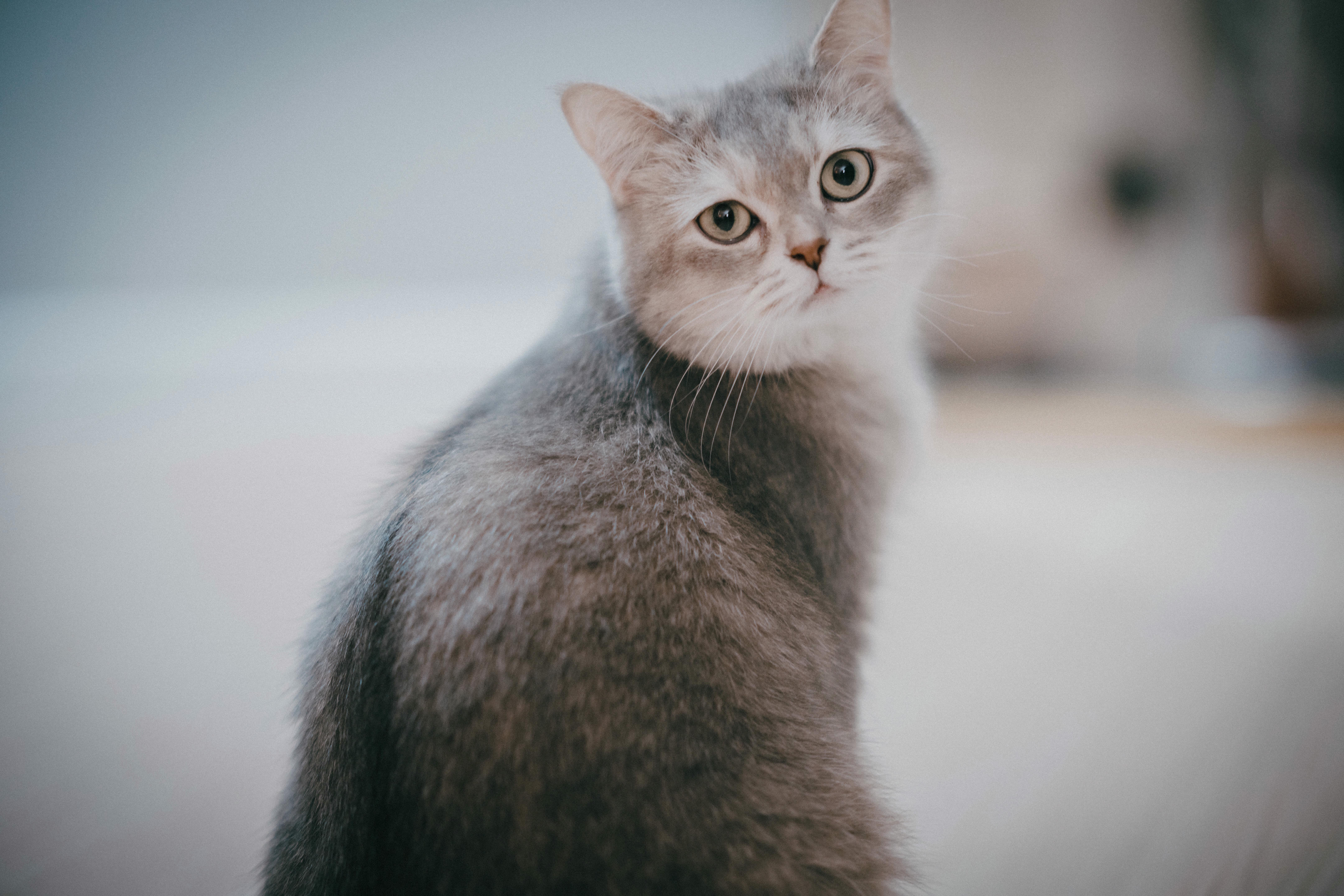 韩国模特孙乐乐-DJAWA Photo Vol.0251 Yeeun (손예은) Seduction + SP.Ver [114P-1.26GB]-Normal_第2集