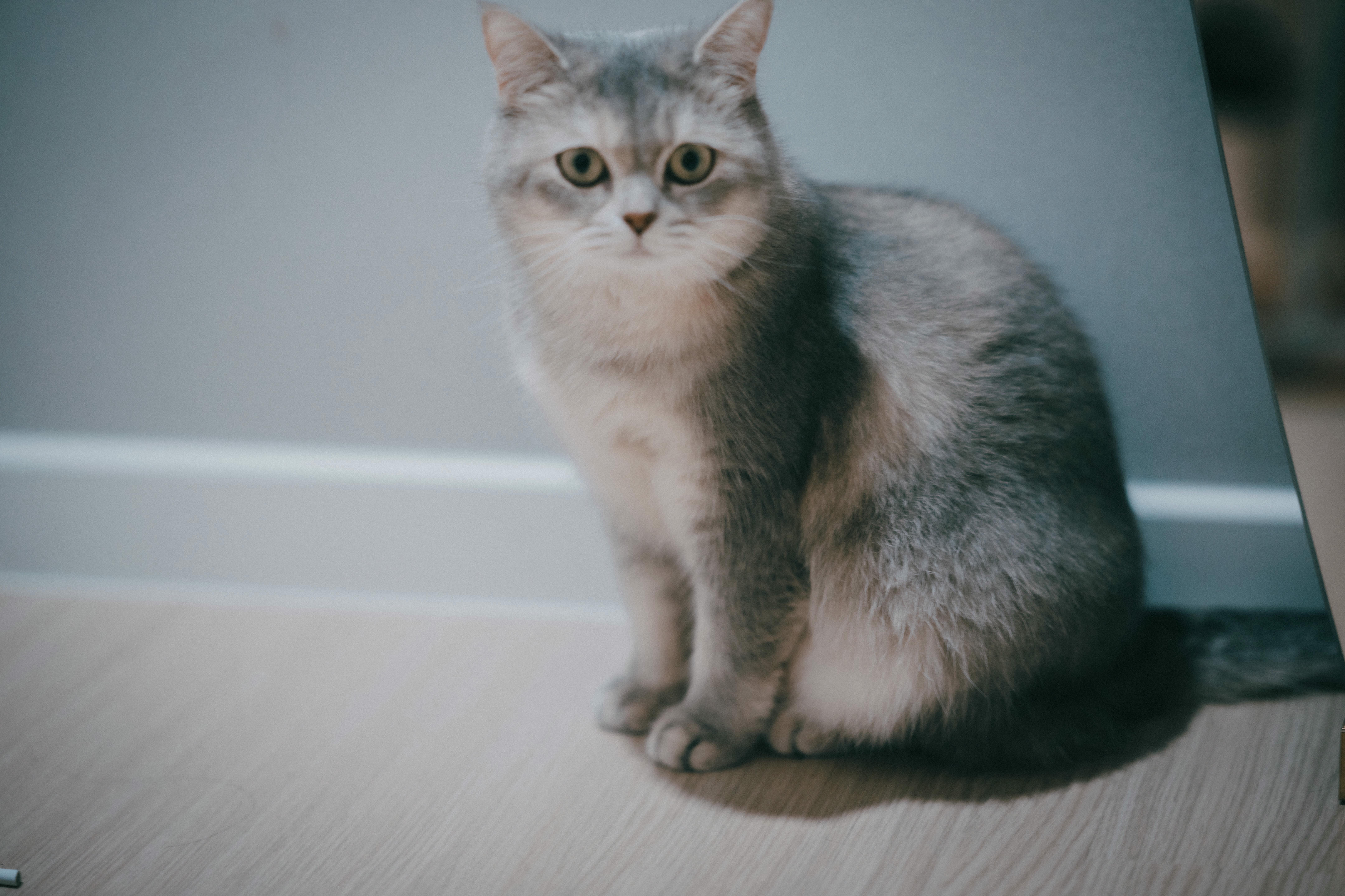 韩国模特孙乐乐-DJAWA Photo Vol.0251 Yeeun (손예은) Seduction + SP.Ver [114P-1.26GB]-Normal_第2集